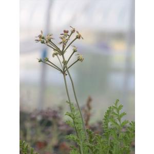 Pelargonium radulifolium/ペラルゴニウム・ラドゥリフォリウム｜ohgi-nursery
