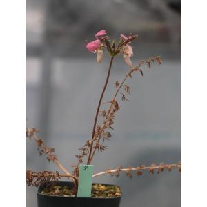 Pelargonium rapaceum3｜ohgi-nursery