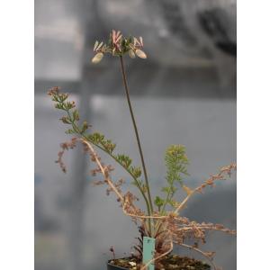 Pelargonium rapaceum4｜ohgi-nursery