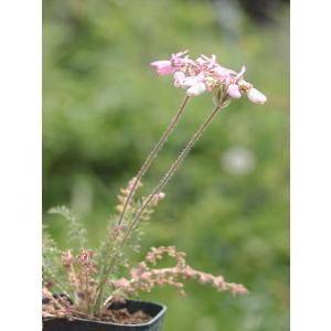 Pelargonium rapaceum ex. Bainskloof/ペラルゴニウム・ラパセウムex. Bainskloof｜ohgi-nursery