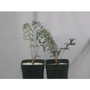 希少　発根　Pelargonium pulverulentum 陶器鉢のまま発送 Pelargonium pulverulentum /ペラルゴニウム・プルヴェルレンツム