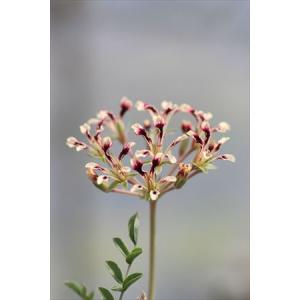 大木ナーサリー - Yahoo!ショッピング