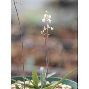 スズラン 種の商品一覧 通販 Yahoo ショッピング