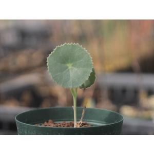 Senecio oxyriifolius/セネシ...の商品画像