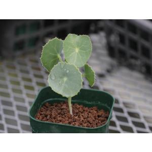 Senecio oxyriifolius/セネ...の詳細画像1
