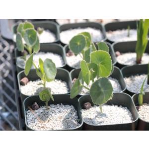 Senecio oxyriifolius/セネ...の詳細画像2