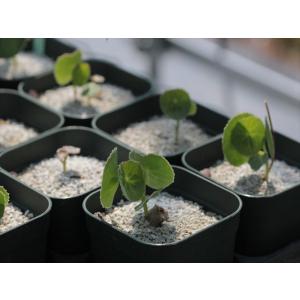 Senecio oxyriifolius/セネ...の詳細画像3