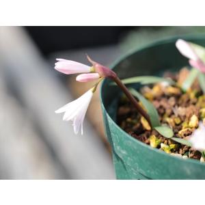 Othonna pygmaea/オトンナ・ピグマエア : 大木ナーサリー - 通販