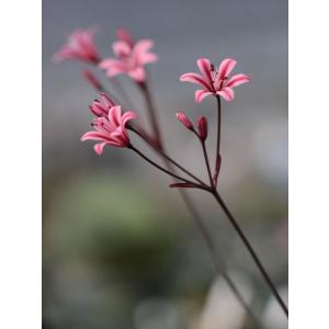 クリスマスローズ 開花苗 099 リグリクス交配香りあり : 花郷園 KAGOEN