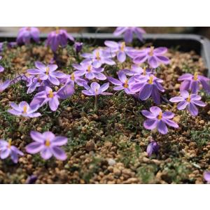 Syringodea longituba/シリンゴデア・ロンギチューバ