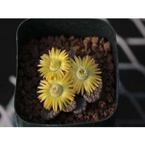 Othonna macrosperma/オトンナ・マクロスペルマ : 大木ナーサリー