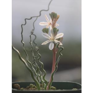 ピンクノスタルジアセミダブル : 大木ナーサリー - 通販 - Yahoo