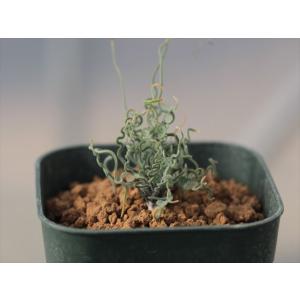 TODAY'S SPECIAL（トゥデイズスペシャル） 花瓶 デシレ ポット 15cm