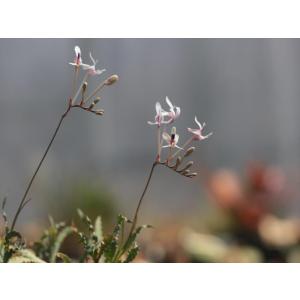 Trirtonia crispa Btype/トリトニア・クリスパＢタイプ｜ohgi-nursery