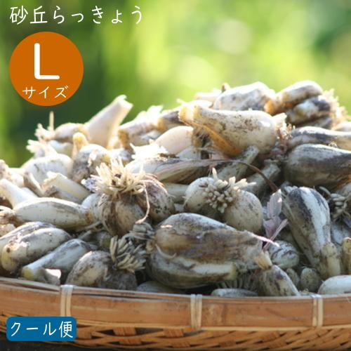 ＼5％OFFクーポン／（Lサイズ）砂丘らっきょう1.5kg 鹿児島県産 ラッキョウ 砂付き 生らっき...