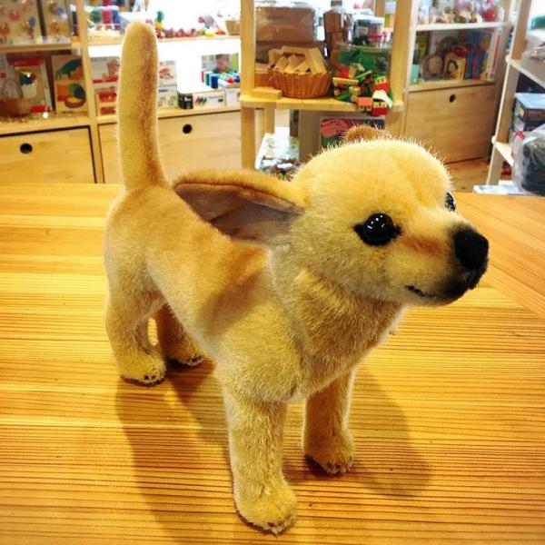 チワワ　Koesen（ケーセン）