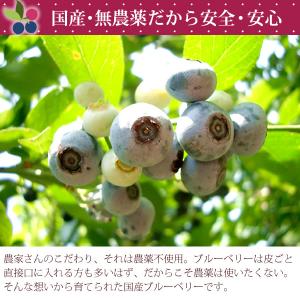 ブルーベリー 冷凍 無農薬 国産 ブルーベリー...の詳細画像3