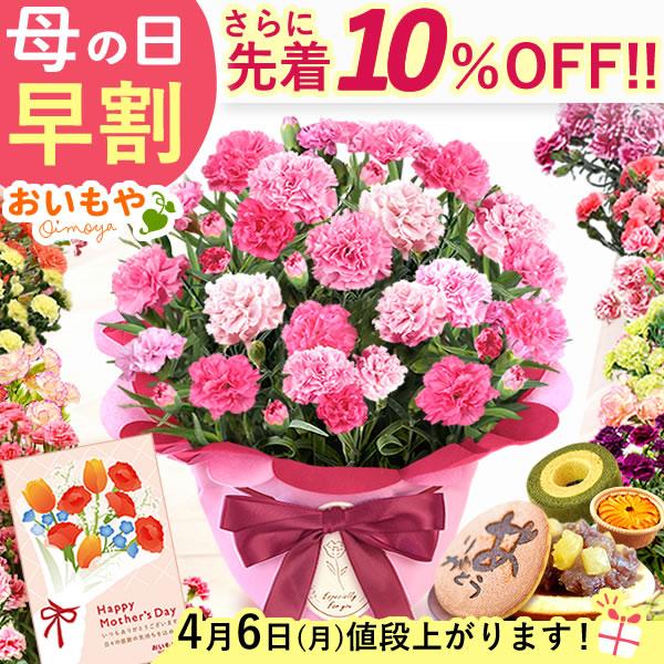 母の日 ギフト 花 カーネーション 2026 早割 プレゼント 鉢植え 花鉢 母の日ギフト 5号鉢 ...