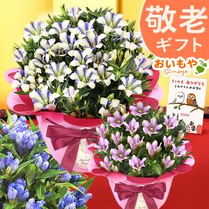 敬老の日 プレゼント 70代 80代 祖母 ギフ...の商品画像