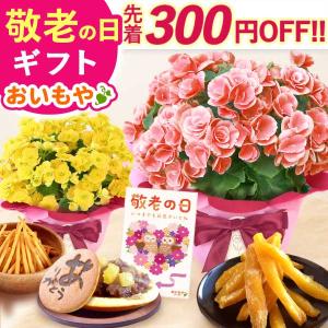 敬老の日 花 プレゼント ギフト 鉢植え 2026 ベゴニア 花とお菓子 お菓子 和菓子 スイーツ セット メッセージ 孫から 80代 70代 60代 祖母 祖父