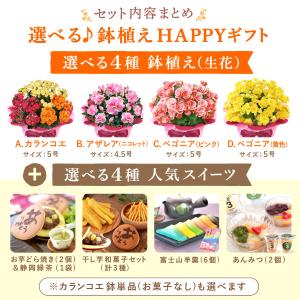 敬老の日 花 プレゼント ギフト 鉢植え 20...の詳細画像3