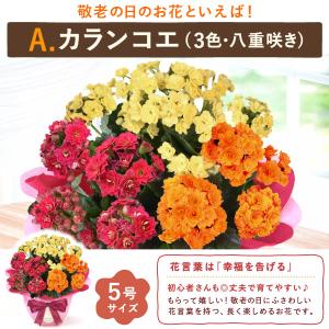 敬老の日 花 プレゼント ギフト 鉢植え 20...の詳細画像4