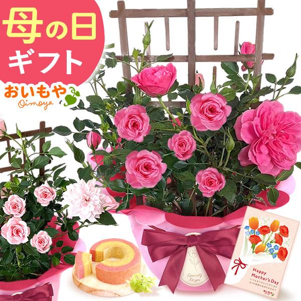 母の日 ギフト バラ 2026 花 プレゼント 鉢植え 早割 花とスイーツ カーネーション以外 花と...