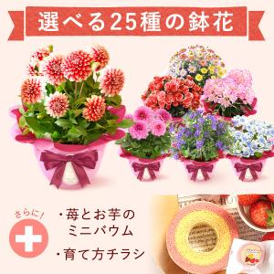 母の日 ギフト 2026 花 プレゼント 早割...の詳細画像3