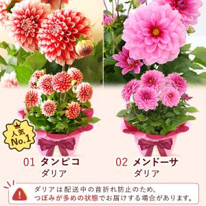 母の日 ギフト 2026 花 プレゼント 早割...の詳細画像4