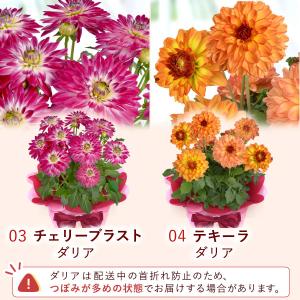 母の日 ギフト 2026 花 プレゼント 早割...の詳細画像5