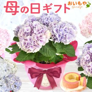 母の日 プレゼント ギフト 花 花とスイーツ 2024 鉢植え 鉢花 花鉢 紫陽花 あじさい アジサイ 珍しい お菓子 カーネーション以外 60代 70代 80代｜oimoya