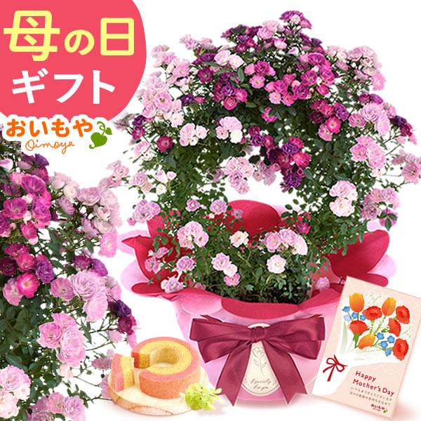 母の日 花 ギフト バラ プレゼント 花とスイーツ 2026 鉢植え 薔薇 ばら 花とお菓子 花鉢 ...