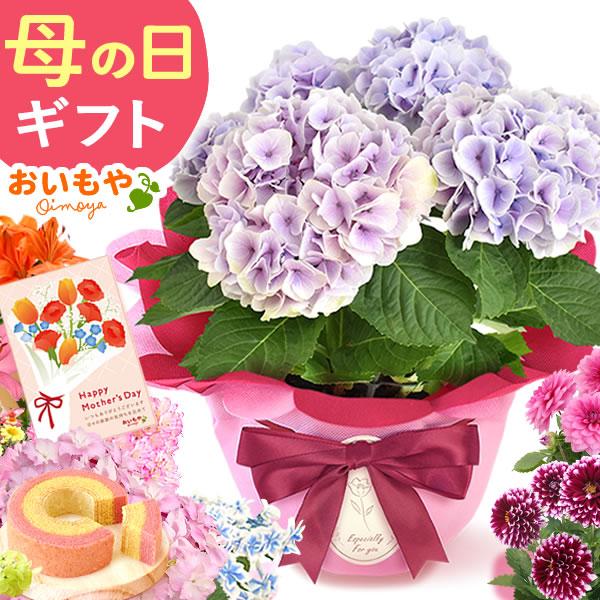 母の日 花 ギフト あじさい 5号 花とスイーツ 2026 プレゼント 鉢植え 紫陽花 アジサイ カ...