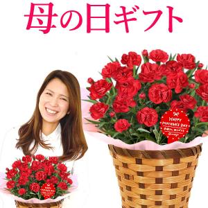 母の日ギフト 花 母の日 プレゼント 花とスイーツ 2021 ギフトランキング カーネーション 鉢植え｜oimoya
