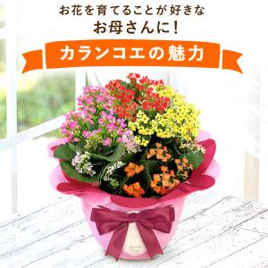 母の日 花 カランコエ 2026 ギフト プレ...の詳細画像2