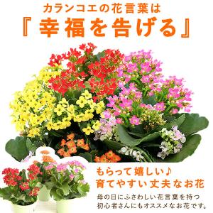 母の日 花 カランコエ 2026 ギフト プレ...の詳細画像3