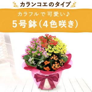 母の日 花 カランコエ 2026 ギフト プレ...の詳細画像4