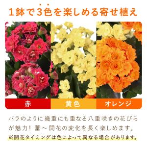 敬老の日 プレゼント ギフト 花 鉢植え 20...の詳細画像4