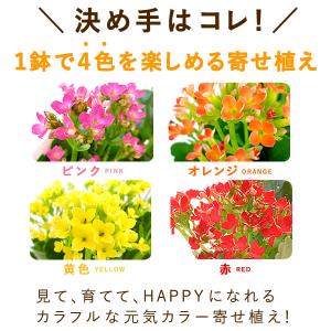 母の日 花 カランコエ 2026 ギフト プレ...の詳細画像5