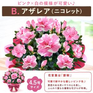 敬老の日 プレゼント ギフト 花 鉢植え 20...の詳細画像5