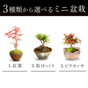 敬老の日 プレゼント 80代 花 ギフト 鉢植...の詳細画像3