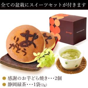 敬老の日 プレゼント 80代 花 ギフト 鉢植...の詳細画像4