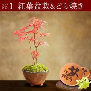 敬老の日 プレゼント 80代 花 ギフト 鉢植...の詳細画像5