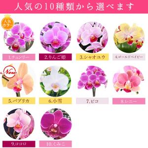 母の日 花 ギフト プレゼント 2026 早割...の詳細画像4