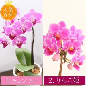 母の日 花 ギフト プレゼント 2026 早割...の詳細画像5