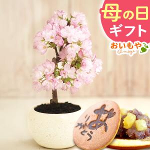 母の日 プレゼント 花 盆栽 桜 2024 ギフ...の商品画像