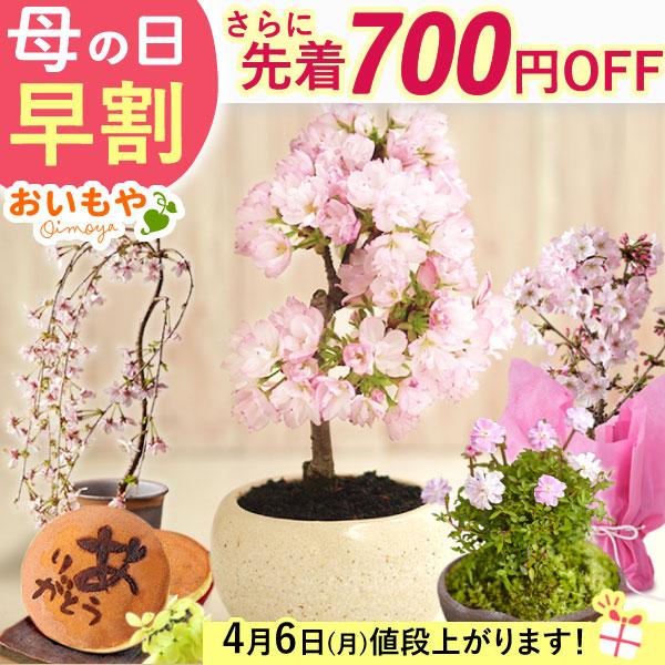 母の日 ギフト 花 盆栽 桜 プレゼント 2026 高級 スイーツ 花とスイーツ 鉢植え 花鉢 お菓...