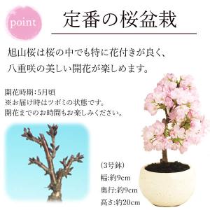 母の日 プレゼント 花 盆栽 桜 2024 ギ...の詳細画像5