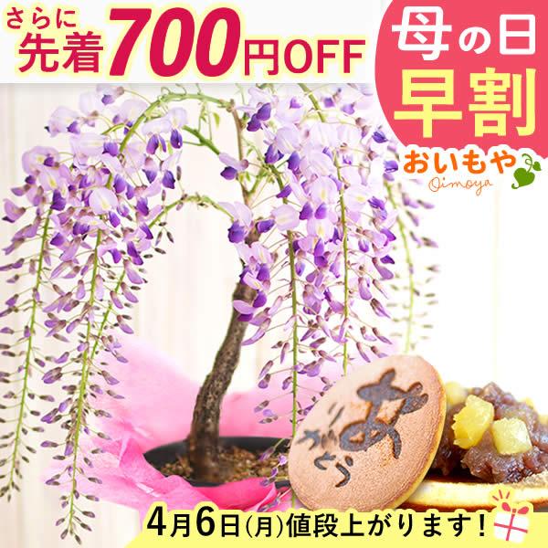 母の日 花 ギフト プレゼント 2026 盆栽 藤 高級 早割 花とスイーツ スイーツ 鉢植え 花鉢...