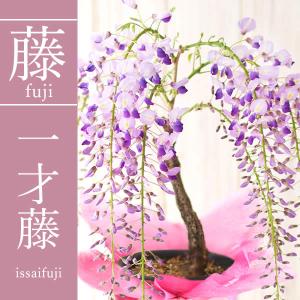 母の日 花 ギフト プレゼント 2026 盆栽...の詳細画像3
